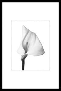 Black Framed Calla Lily Photography - 20