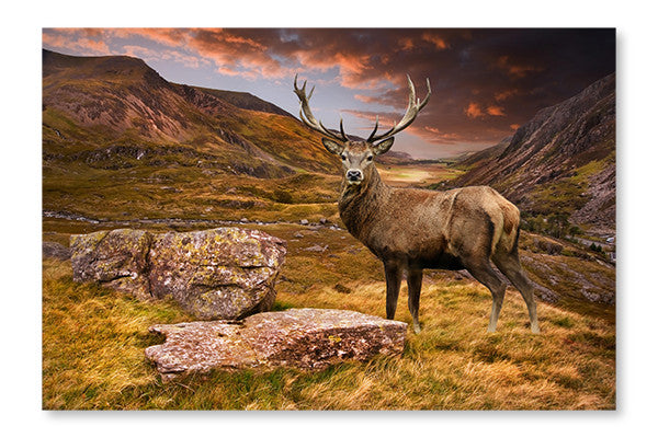 Red Deer Stag in Moody Dramatic Mountain Sunset Landscape 16x24 Wal