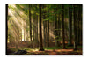 Autumn Forest Trees 16x24 Wall Art Frame And Fabric Panel