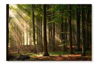 Autumn Forest Trees 16x24 Wall Art Frame And Fabric Panel