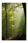 Autumn Forest In The Mist 24x36 Wall Art Frame And Fabric Panel