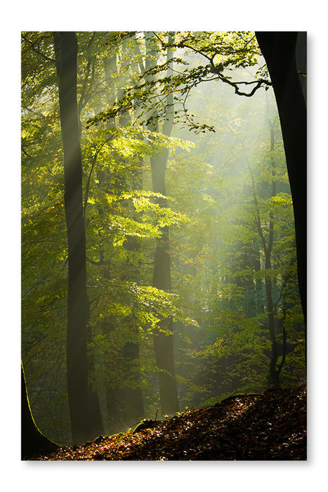 Autumn Forest In The Mist 24x36 Wall Art Frame And Fabric Panel