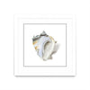 \"Seafoam Shell\" Matted and Framed White 30x30 Wall Art