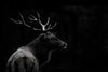 \"The Deer Soul\" Giant Art 84x54 Wall Art