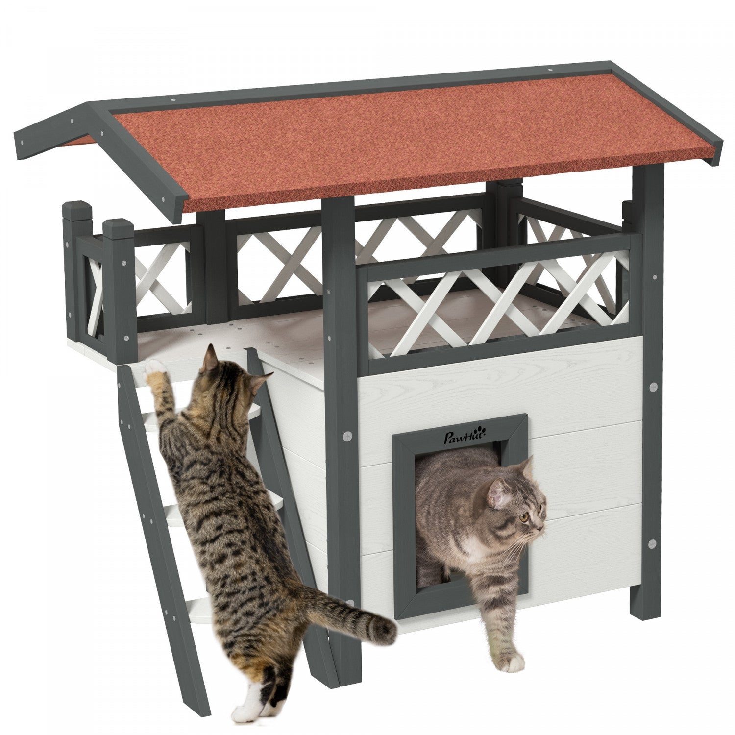 Cats Protection Domestic Feral Cat Cats Protection Feral Cats On Sale