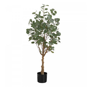 Eucalyptus Tree 46