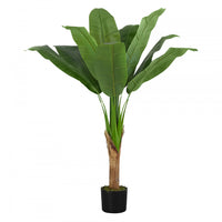 Banana Tree 43