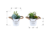 7” Artificial Potted Succulent in 5” Metal Pot – set of 2 | Plante grasse artificielle de 7 po en pot de 5 po en métal - ensemble de 2