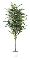 Ficus Altissma 60
