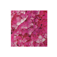 20 Pack Luncheon 3 Ply Napkin Pink Hydrangea - Set of 6