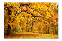 Autumn/Gold Trees in A Park 28x42 Wall Art Fabric Panel Without Frame