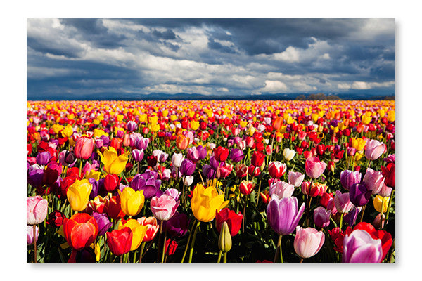 Field of Tulips 16x24 Wall Art Fabric Panel Without Frame