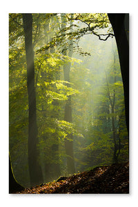 Autumn Forest in The Mist 28x42 Wall Art Fabric Panel Without Frame