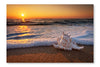 Sea Shells On The Beach At Sunrise 16x24 Wall Art Frame And Fabric Panel