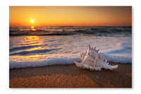 Sea Shells On The Beach At Sunrise 16x24 Wall Art Frame And Fabric Panel
