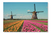 Fantastic Landscape with Windmills  Tulip Field 28x42 Wall Art Fabric Panel Without Frame
