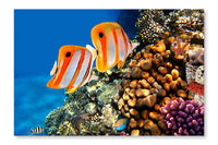 Coral Reef  Copperband Butterflyfish 16x24 Wall Art Fabric Panel Without Frame