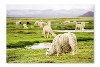 Alpacas, Peru 16x24 Wall Art Frame And Fabric Panel