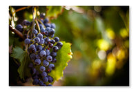 Large Bunch Of Red Wine Grapes 24x36 Wall Art Frame And Fabric Panel