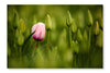 Pink Tulip Blooming 28x42 Wall Art Fabric Panel Without Frame