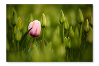Pink Tulip Blooming 28x42 Wall Art Fabric Panel Without Frame