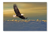 Bald Eagle Flying Above The Clouds 24x36 Wall Art Fabric Panel Without Frame