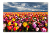 Field of Tulips 28x42 Wall Art Fabric Panel Without Frame