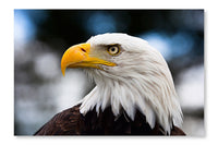 Eagle Close-up 24x36 Wall Art Fabric Panel Without Frame