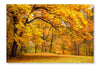 Autumn/Gold Trees in A Park 24x36 Wall Art Fabric Panel Without Frame