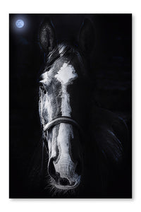 Horse Staring 16x24 Wall Art Frame And Fabric Panel