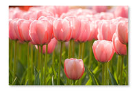 A Field of Pink Tulips 16x24 Wall Art Fabric Panel Without Frame