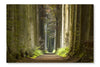 Nature Pathway 28x42 Wall Art Fabric Panel Without Frame
