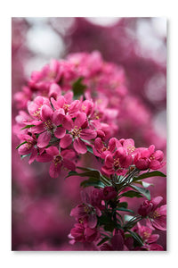 Close-up Shot of Beautiful Pink Cherry Blossom 28x42 Wall Art Fabric Panel Without Frame