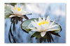 Water Lily On Lake 16x24 Wall Art Frame And Fabric Panel