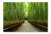Bamboo Grove 28x42 Wall Art Fabric Panel Without Frame