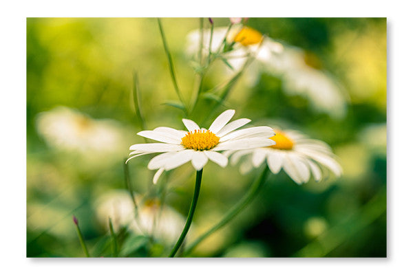 Blooming Chammomile Flowers on A Meadow 24x36 Wall Art Fabric Panel Without Frame