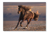 Running Horse On Sunset Sandy Beach 24x36 Wall Art Frame And Fabric Panel