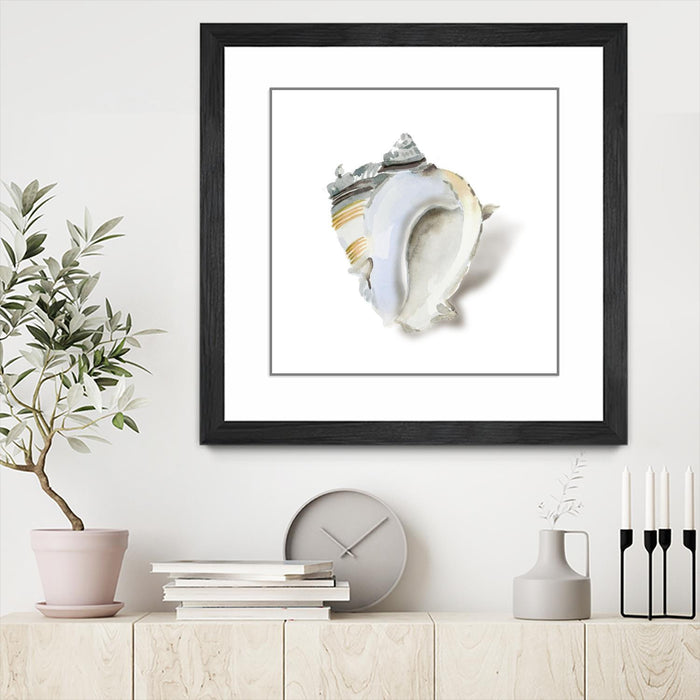 \"Seafoam Shell\" Matted and Framed Black 36x36 Wall Art