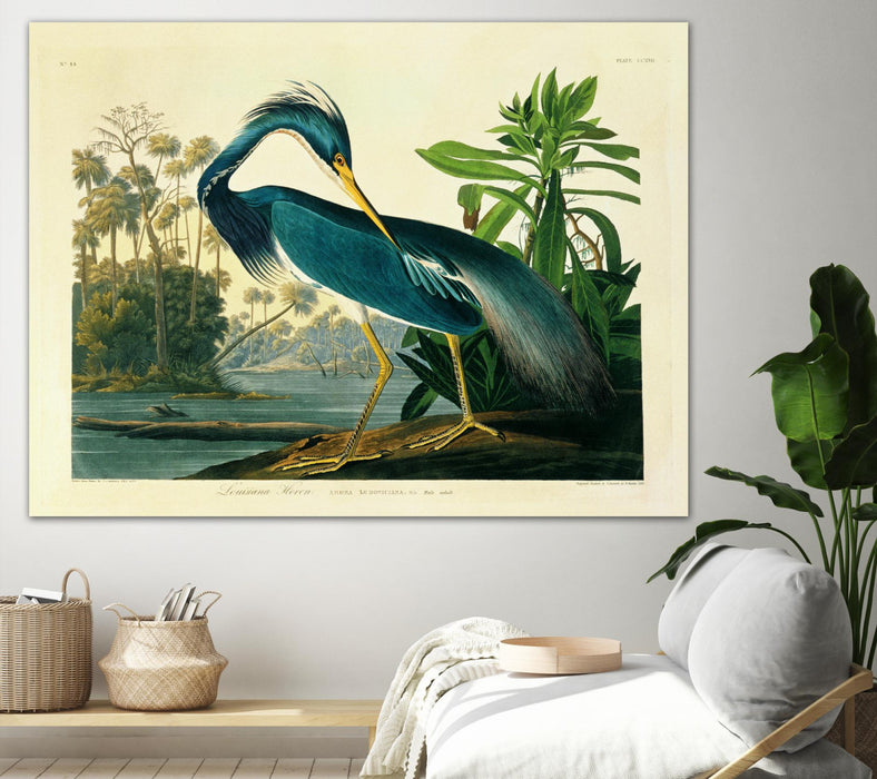 \"Louisiana Heron Plate 217\" Giant Art 72x54 Wall Art