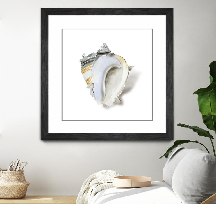\"Seafoam Shell\" Matted and Framed Black 30x30 Wall Art