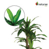 Artificial 49" Dracaena In Black Pot 