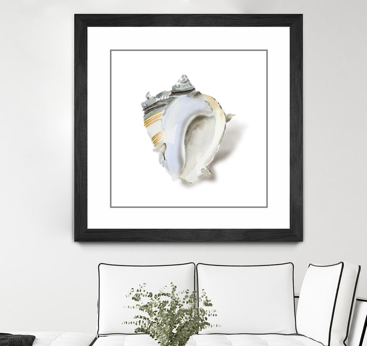 \"Seafoam Shell\" Matted and Framed Black 30x30 Wall Art