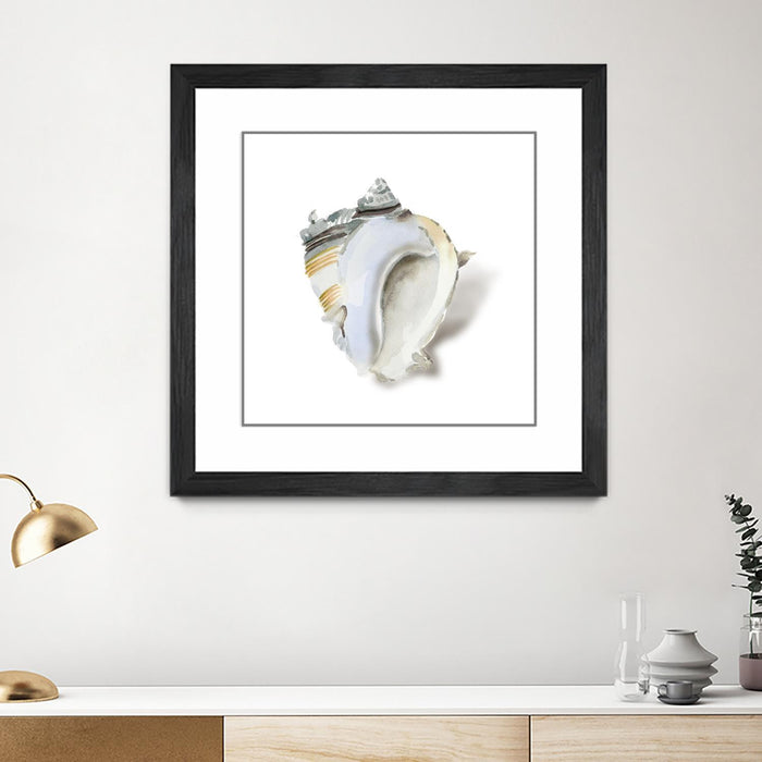 \"Seafoam Shell\" Matted and Framed Black 30x30 Wall Art