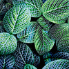 \"Leaf Viii\" Giant Art 54x54 Wall Art