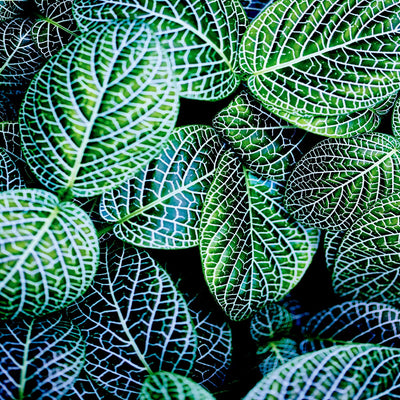 "Leaf Viii" Giant Art 54x54 Wall Art