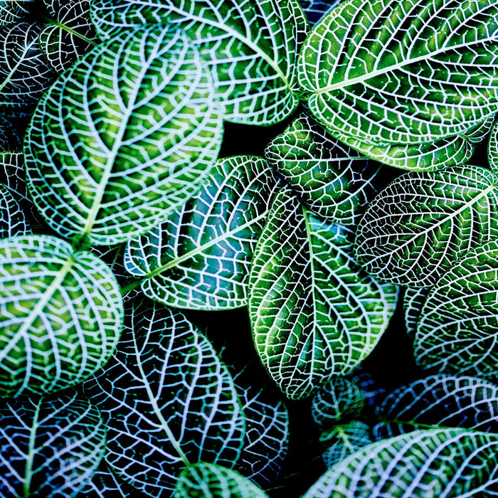 \"Leaf Viii\" Giant Art 54x54 Wall Art