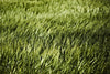 \"Grass Ii\" Giant Art 84x54 Wall Art