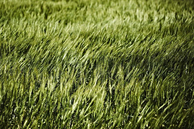 \"Grass Ii\" Giant Art 84x54 Wall Art