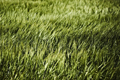 "Grass Ii" Giant Art 72x48 Wall Art