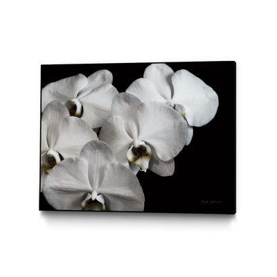 "White Orchid Ii" Canvas Framed Black 24x18 Wall Art
